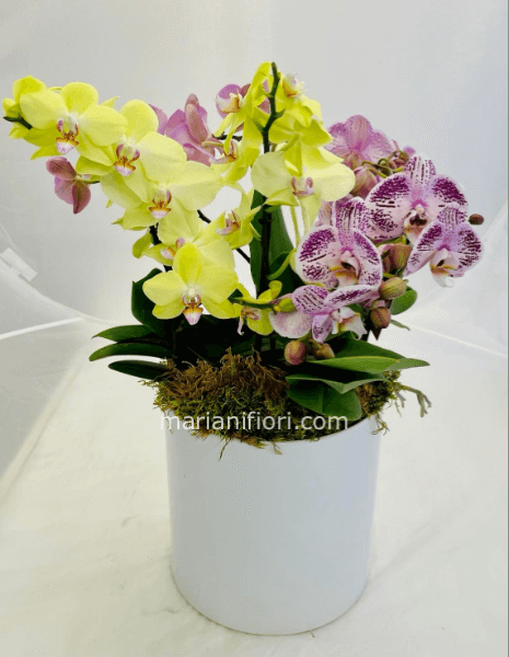 Composizione di orchidee in ceramica