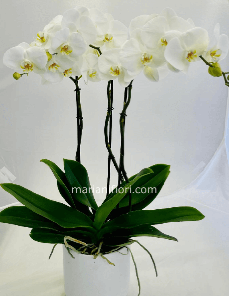 Pianta di orchidea phalaenopsis 3 rami compresa di vaso in ceramica