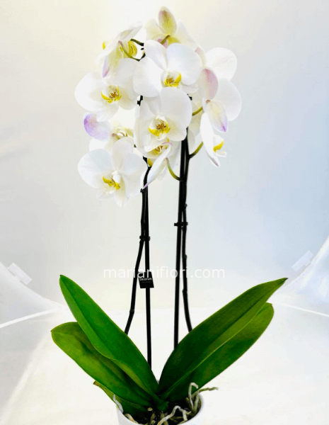 Orchidea phaleonopsis Bianca