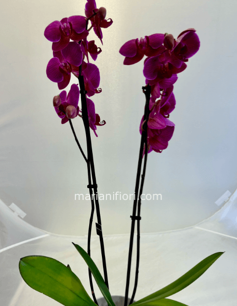Orchidea phaleonopsis Viola