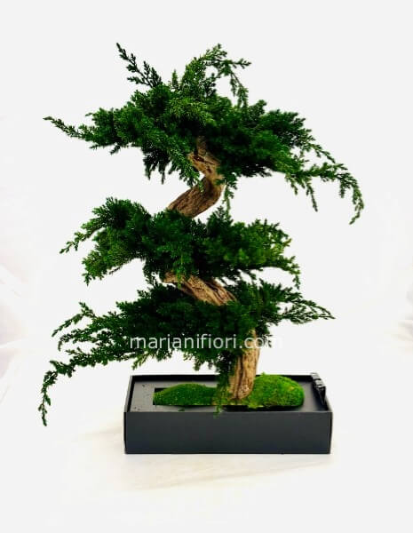 BONSAI JUNIPERUS STABILIZZATO PPREMIUM H 60