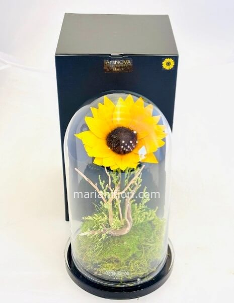 Girsasole Stabilizzato  e vegetazione  formato grande.35CM